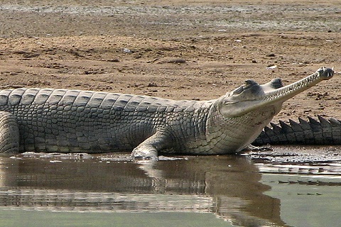 Kanpur Zoological Park